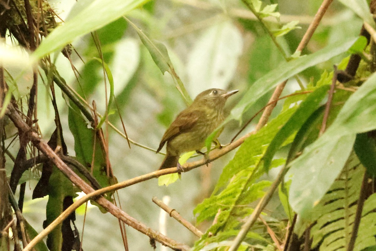 Olive-streaked Flycatcher - ML627861357