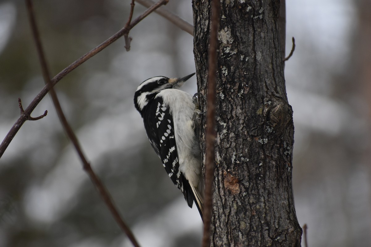 Hairy Woodpecker - ML627861379