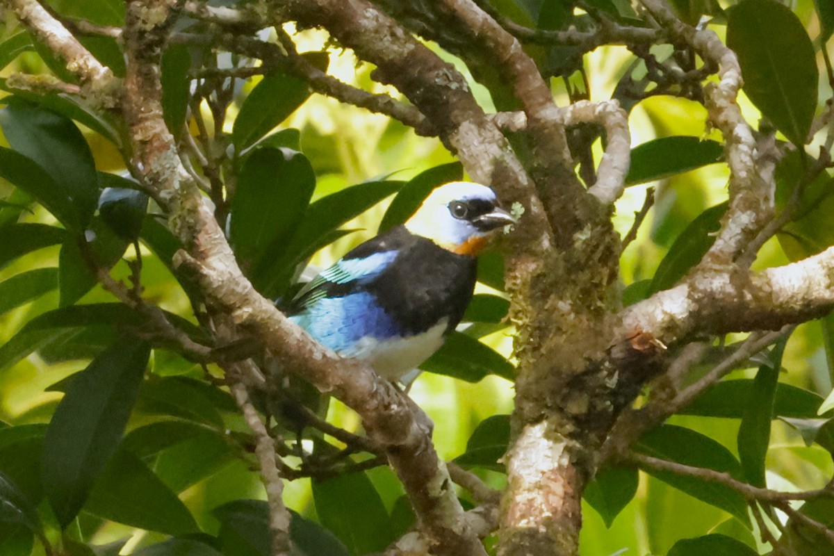 Golden-hooded Tanager - ML627861385