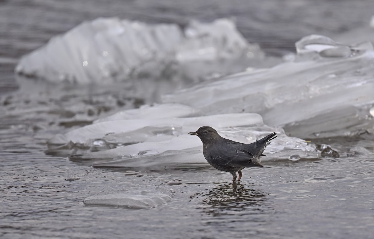 American Dipper - ML627861401