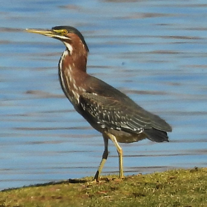 Green Heron - ML627861492