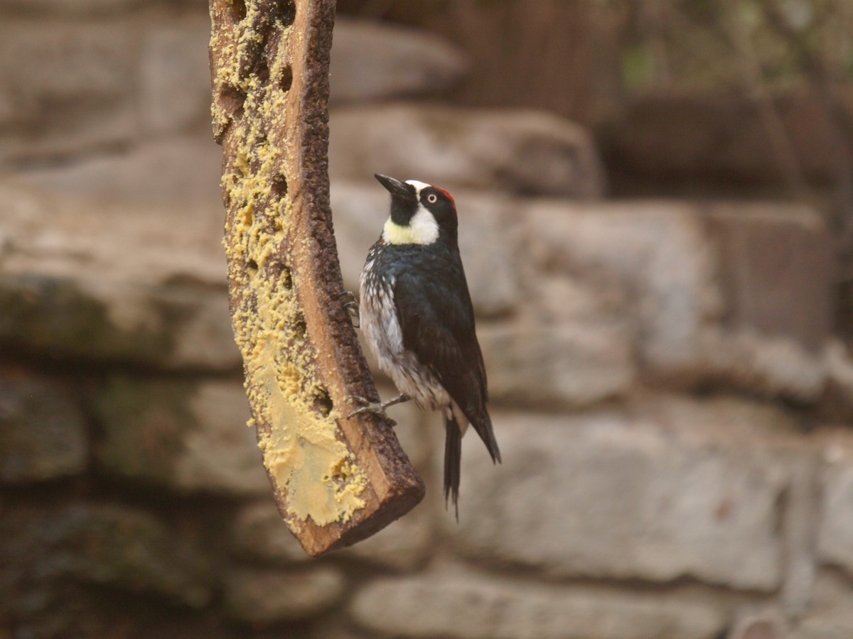 Acorn Woodpecker - ML627861496