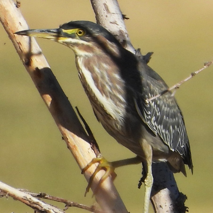 Green Heron - ML627861499