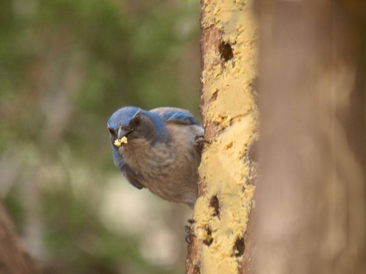 Woodhouse's Scrub-Jay - ML627861508