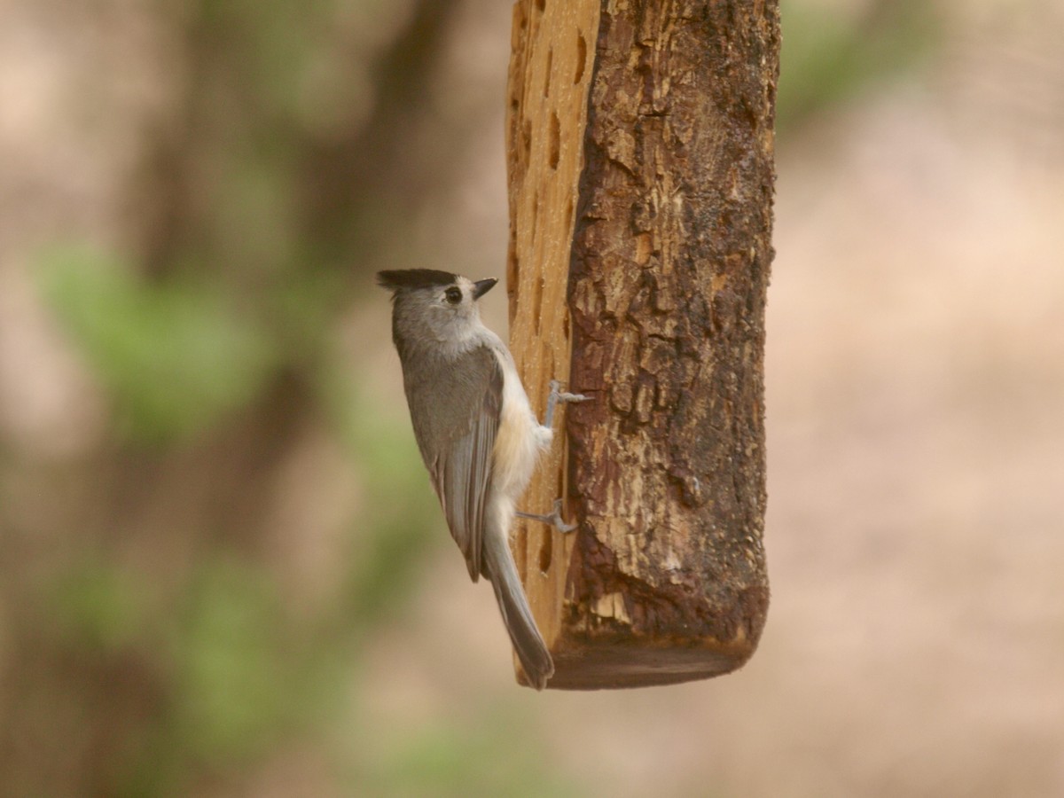 Black-crested Titmouse - ML627861514