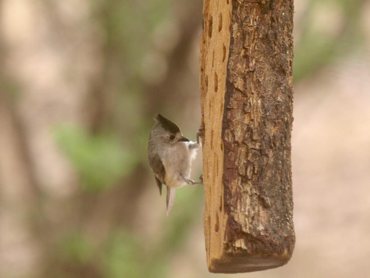 Black-crested Titmouse - ML627861515