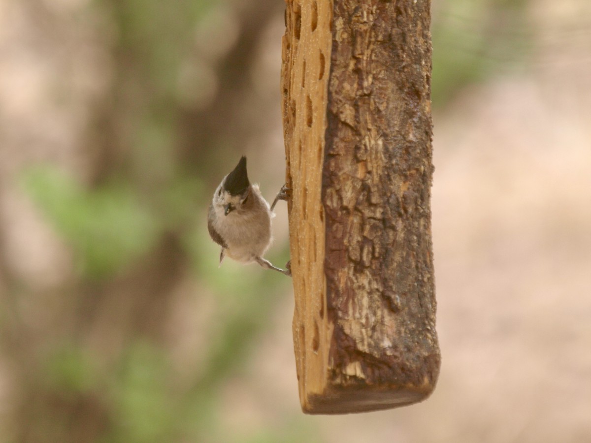 Black-crested Titmouse - ML627861516