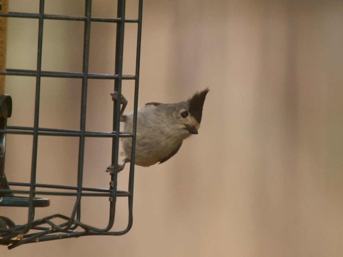 Black-crested Titmouse - ML627861517