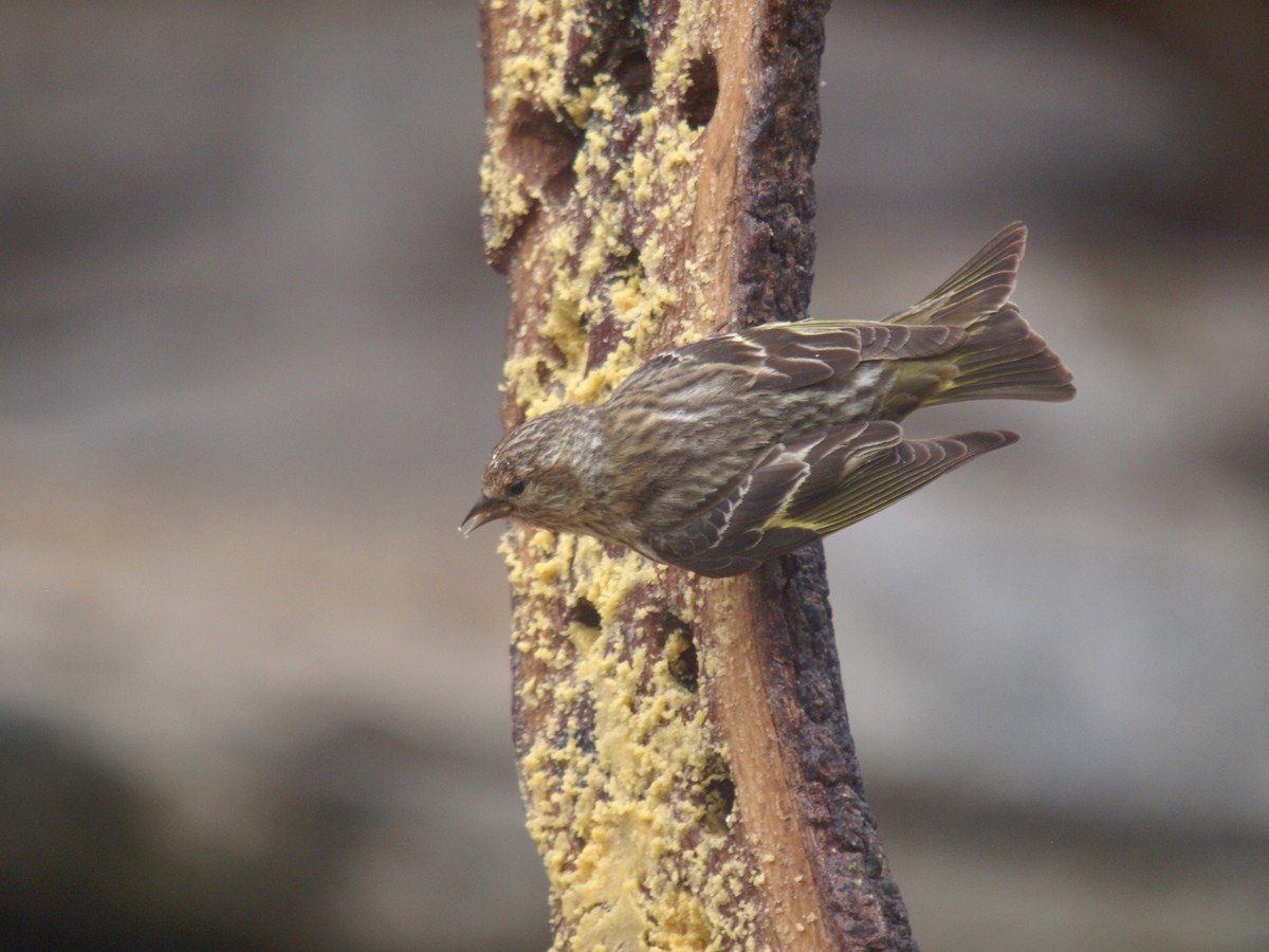 Pine Siskin - ML627861534