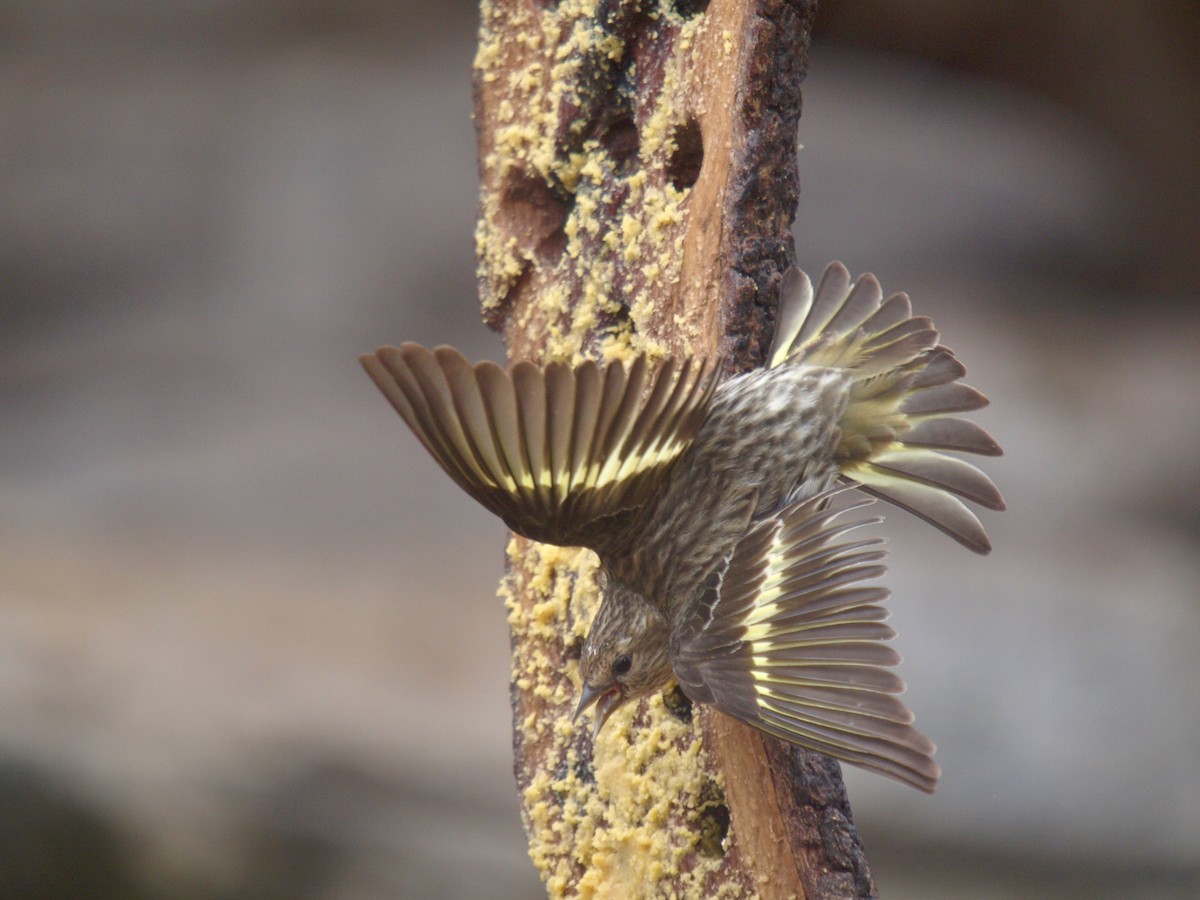 Pine Siskin - ML627861535