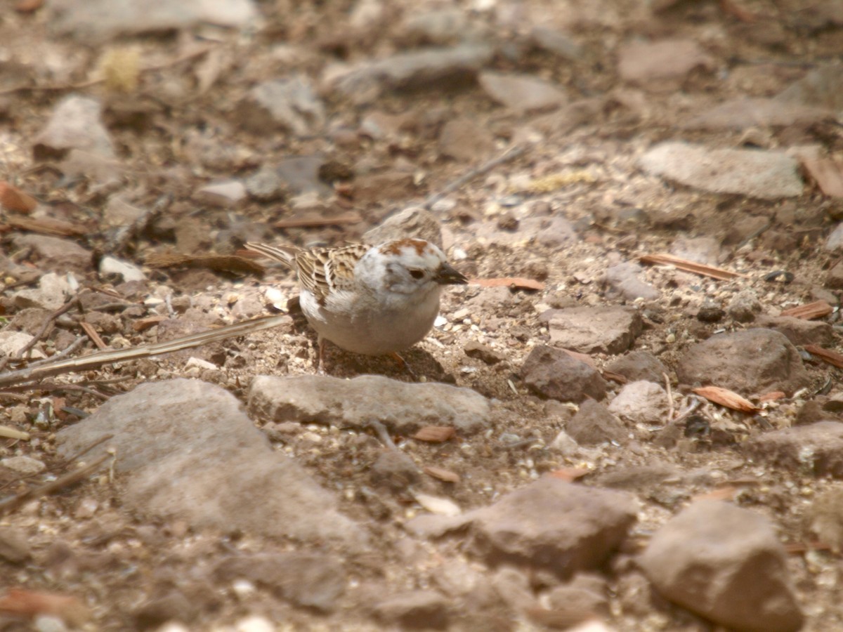 Chipping Sparrow - ML627861549