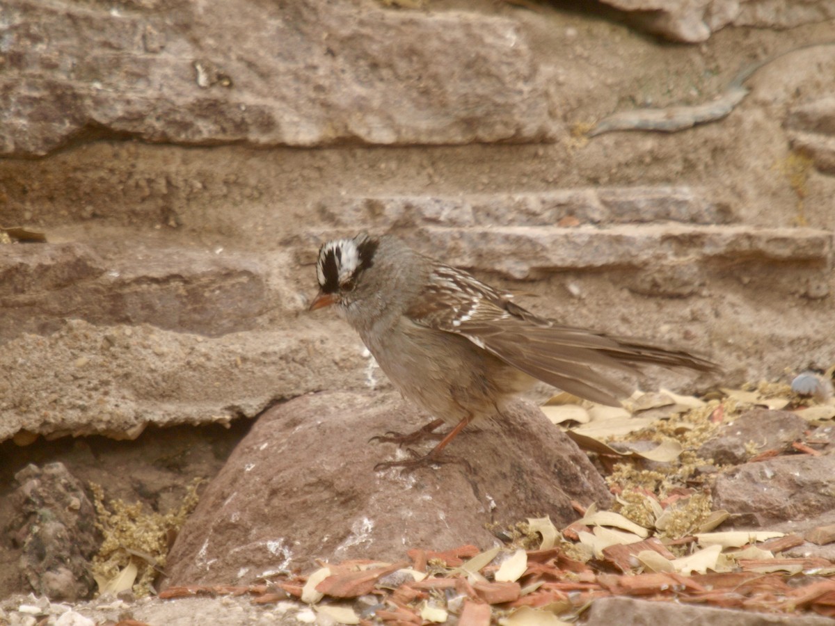 White-crowned Sparrow - ML627861556