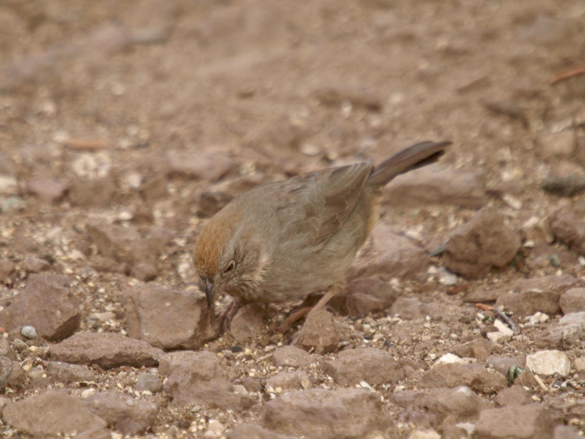 Canyon Towhee - ML627861582