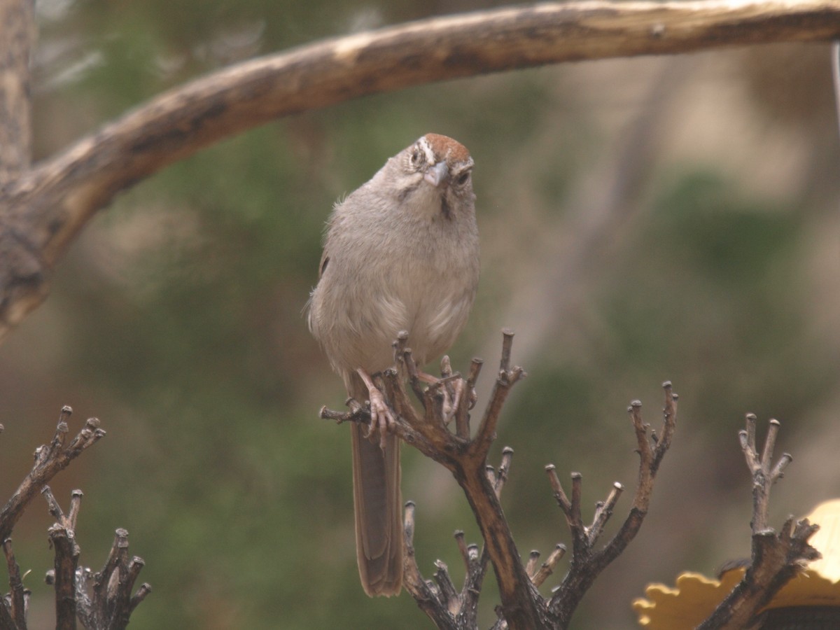 Rufous-crowned Sparrow - ML627861594