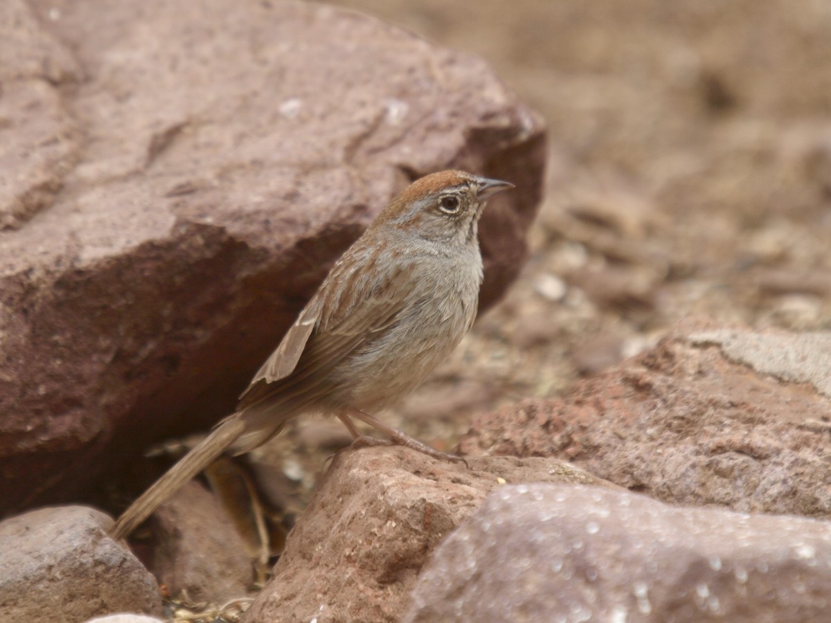 Rufous-crowned Sparrow - ML627861595