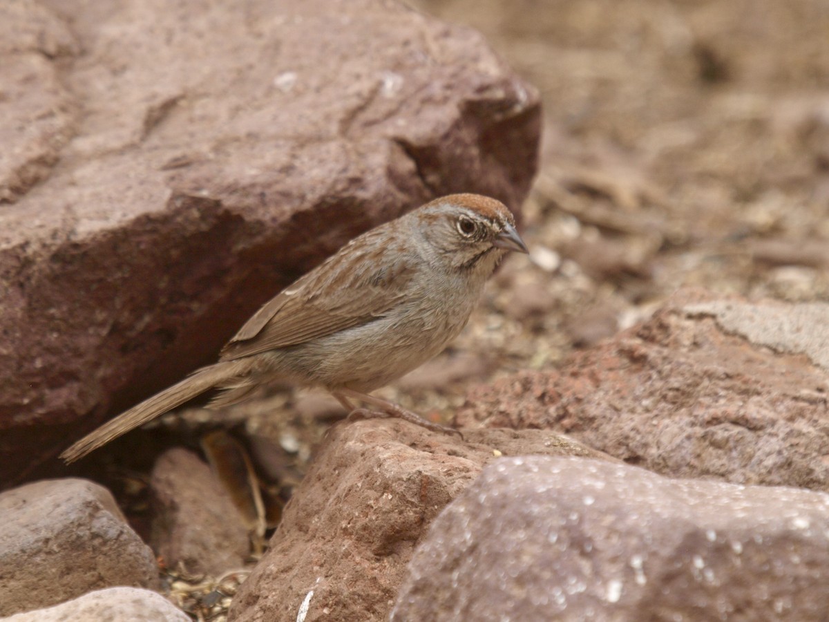 Rufous-crowned Sparrow - ML627861596