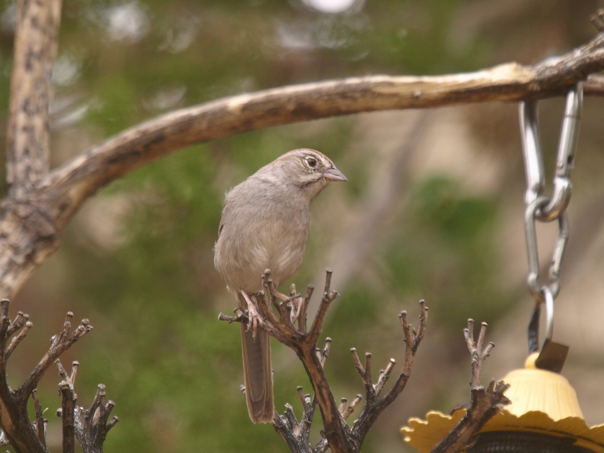 Rufous-crowned Sparrow - ML627861598