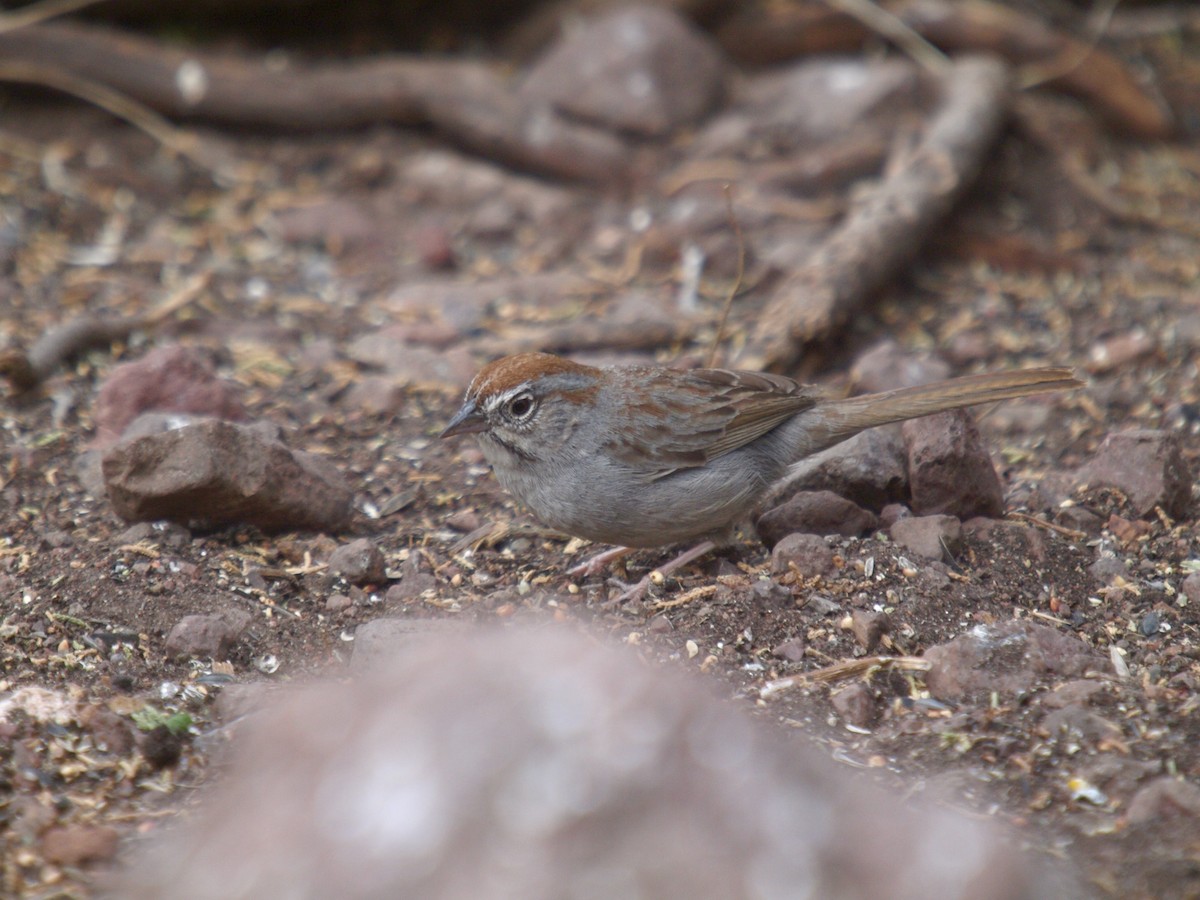 Rufous-crowned Sparrow - ML627861599