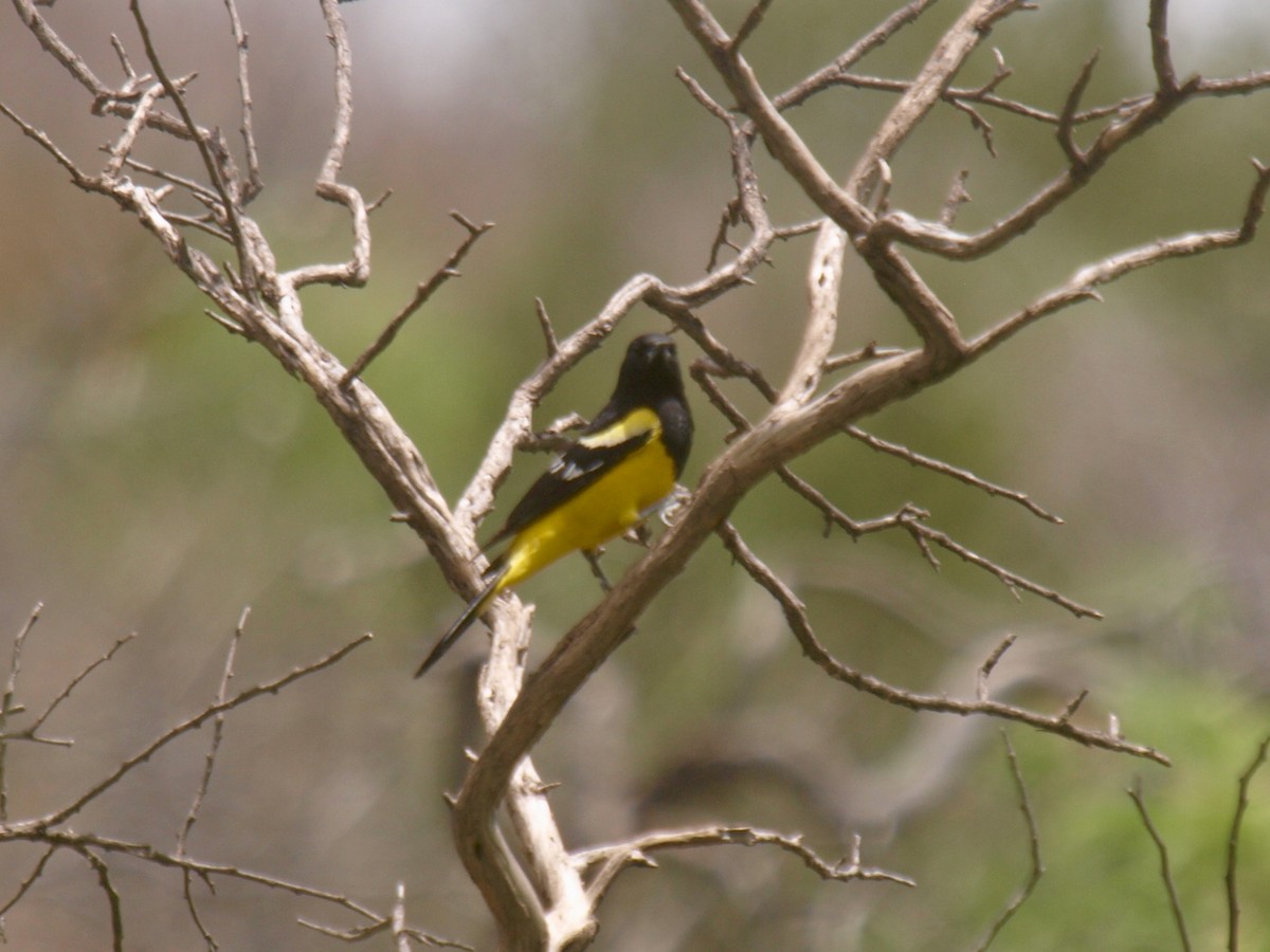 Scott's Oriole - ML627861618