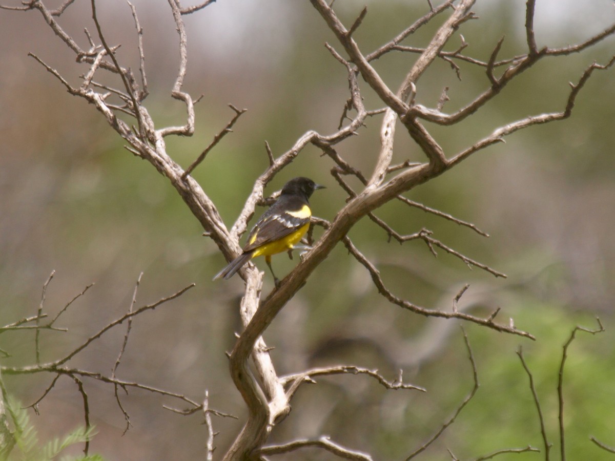 Scott's Oriole - ML627861619