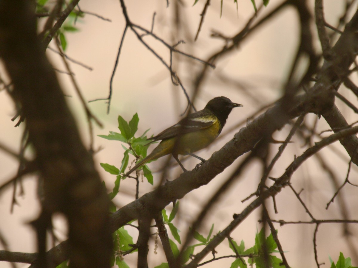 Scott's Oriole - ML627861620