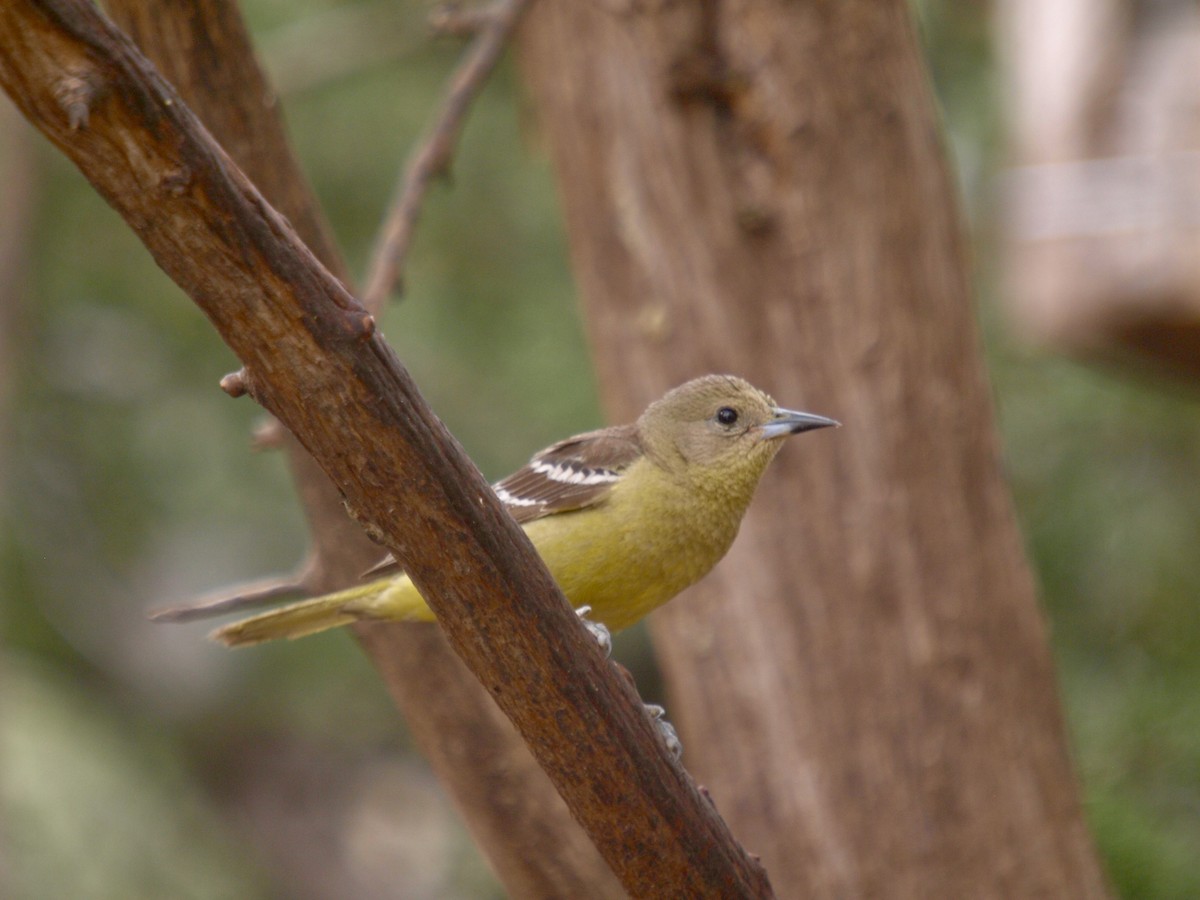 Scott's Oriole - ML627861621