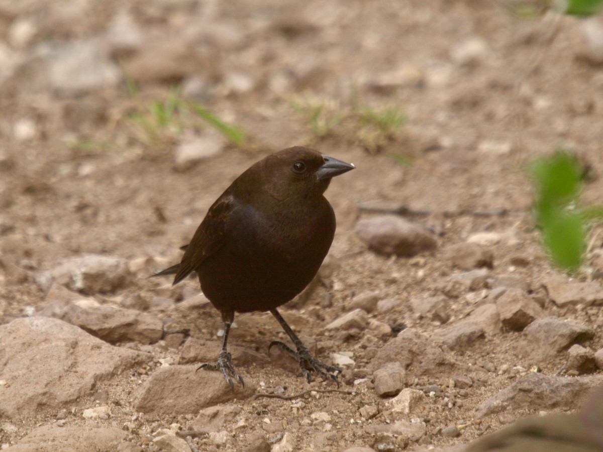 Brown-headed Cowbird - ML627861628