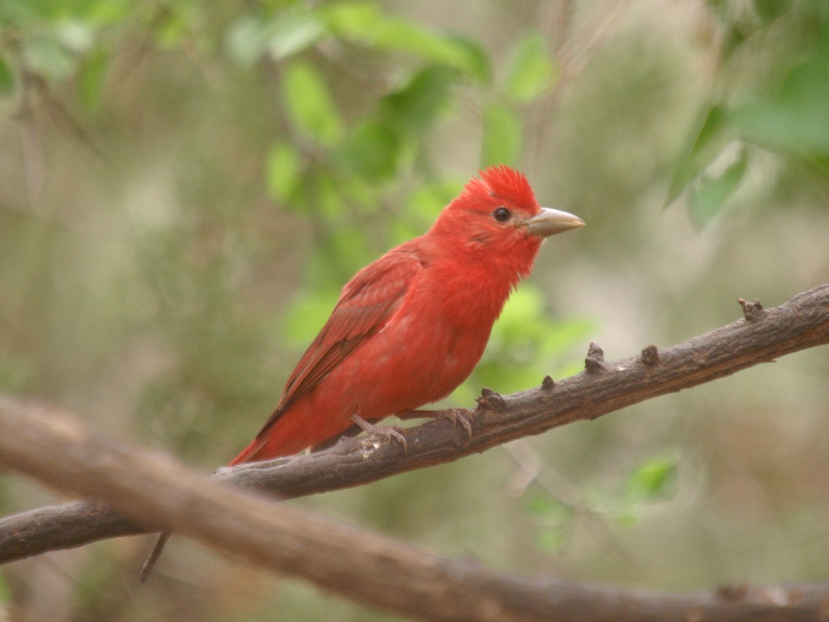 Summer Tanager - ML627861639