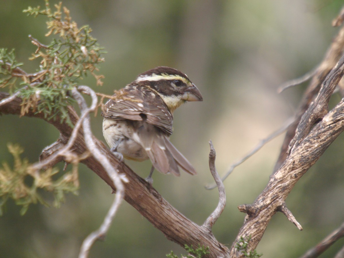 Black-headed Grosbeak - ML627861649