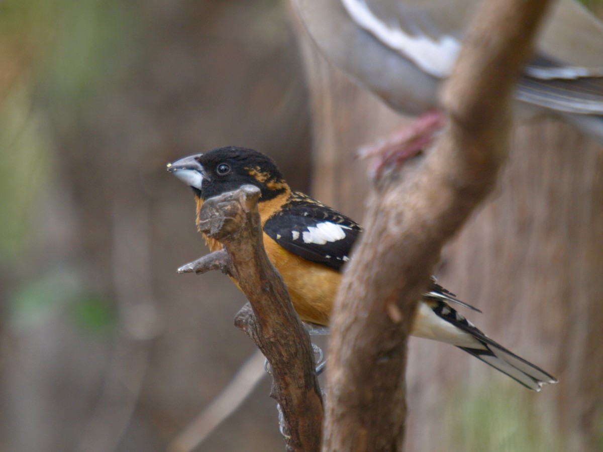 Black-headed Grosbeak - ML627861650