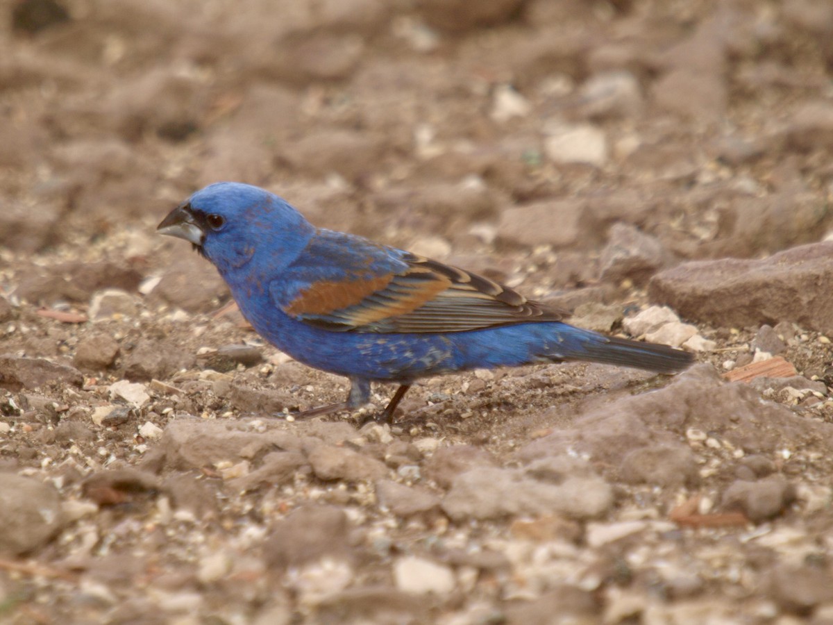 Blue Grosbeak - ML627861661