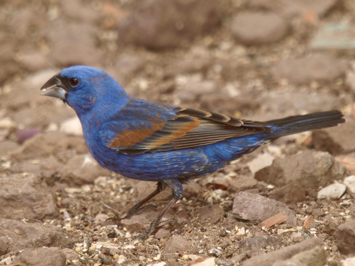 Blue Grosbeak - ML627861662