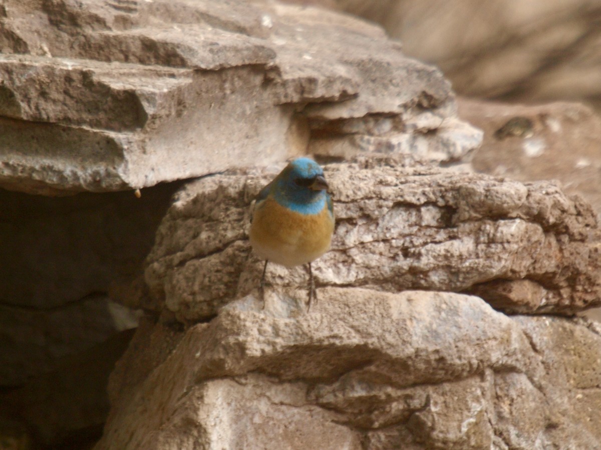 Lazuli Bunting - ML627861676