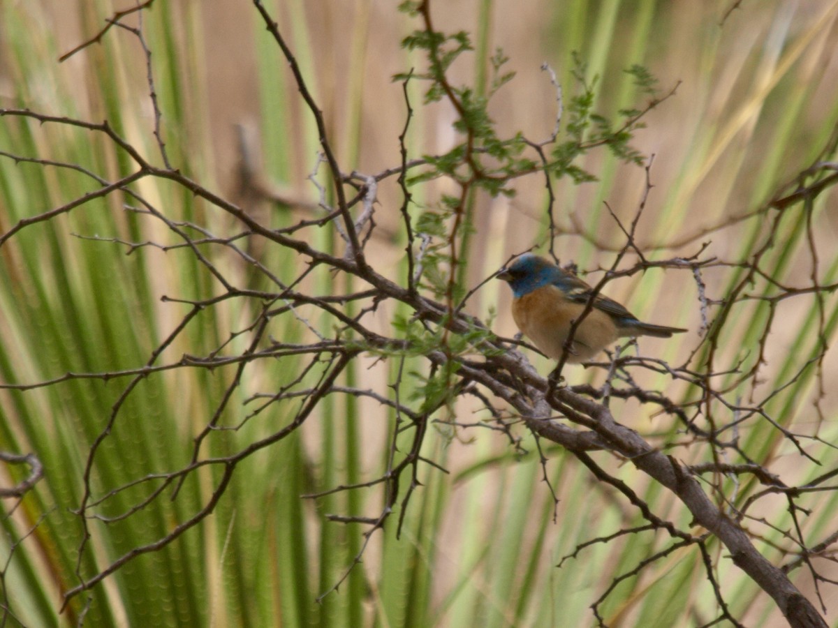 Lazuli Bunting - ML627861677