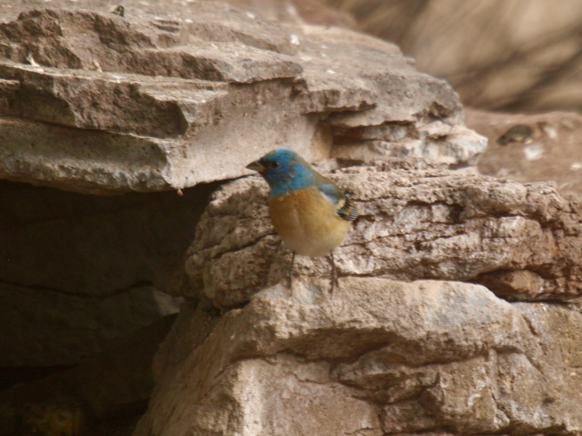 Lazuli Bunting - ML627861678