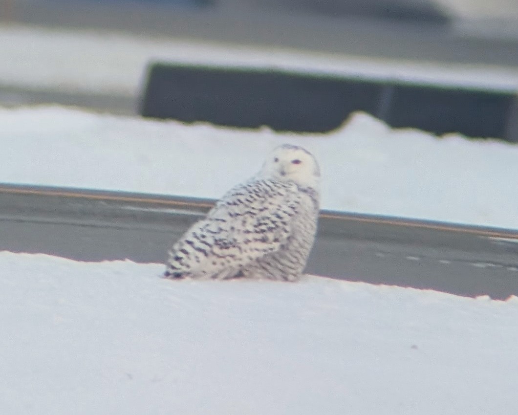 Snowy Owl - ML627861703