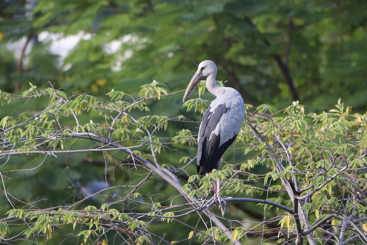 Asian Openbill - ML627861723