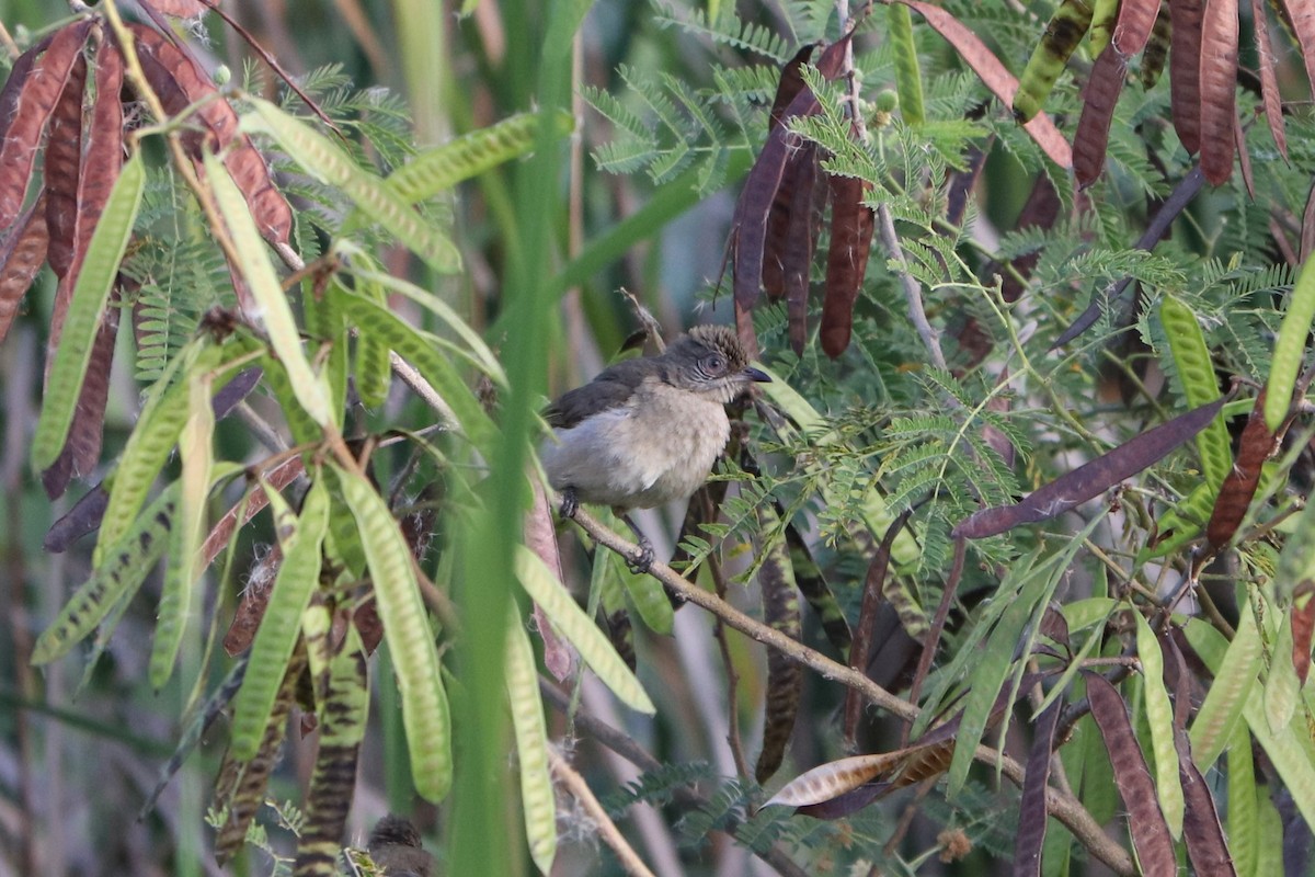 Streak-eared Bulbul - ML627861894