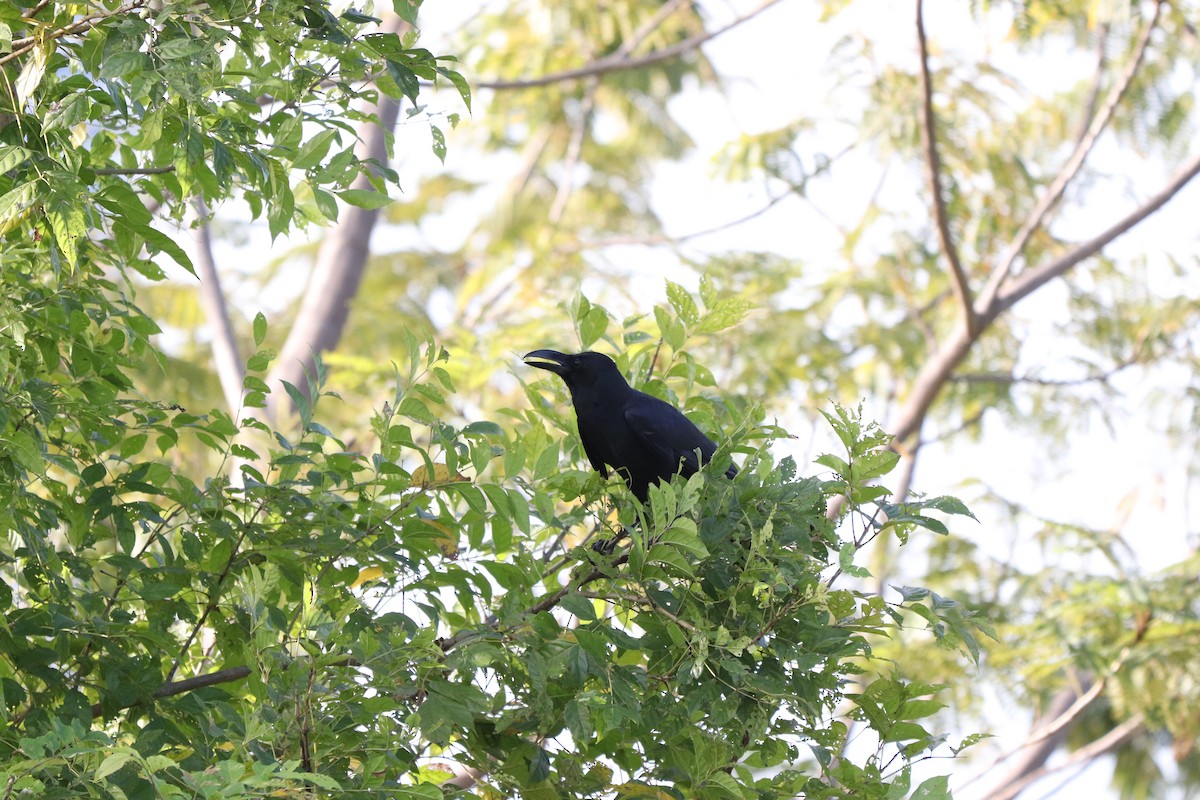 Large-billed Crow - ML627861917