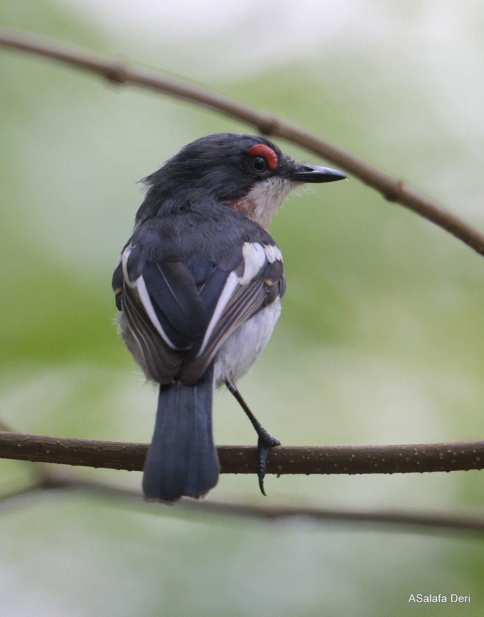 Brown-throated Wattle-eye - ML627861927