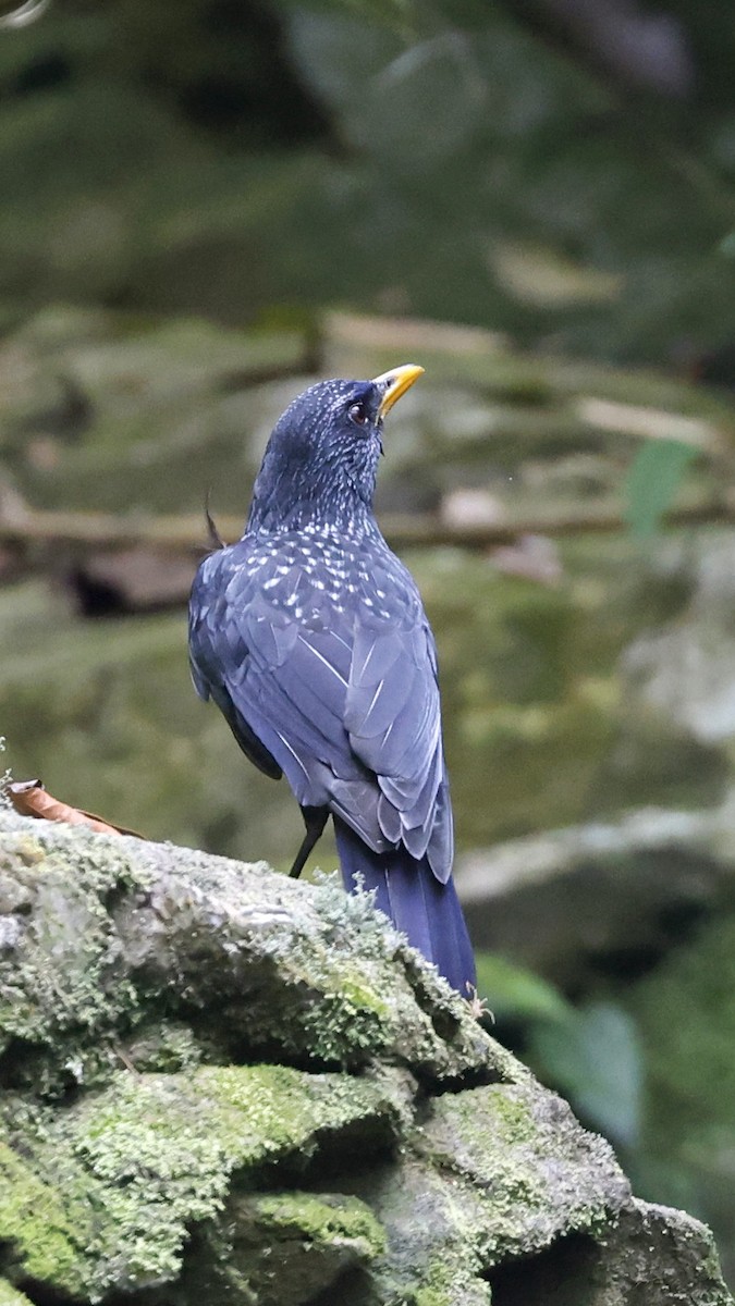 Blue Whistling-Thrush - ML627861938