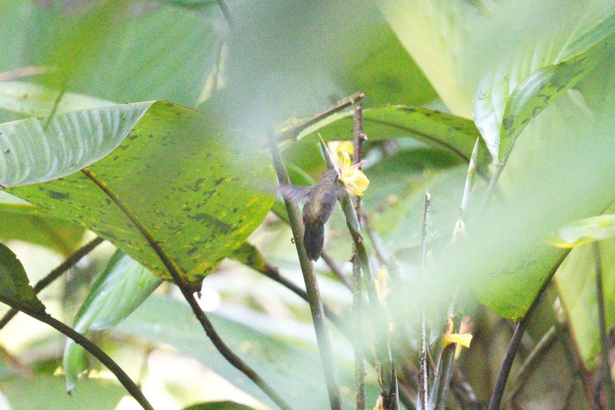 Sooty Barbthroat - ML627861946