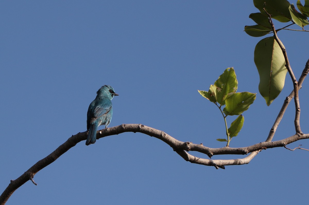 Verditer Flycatcher - ML627861955