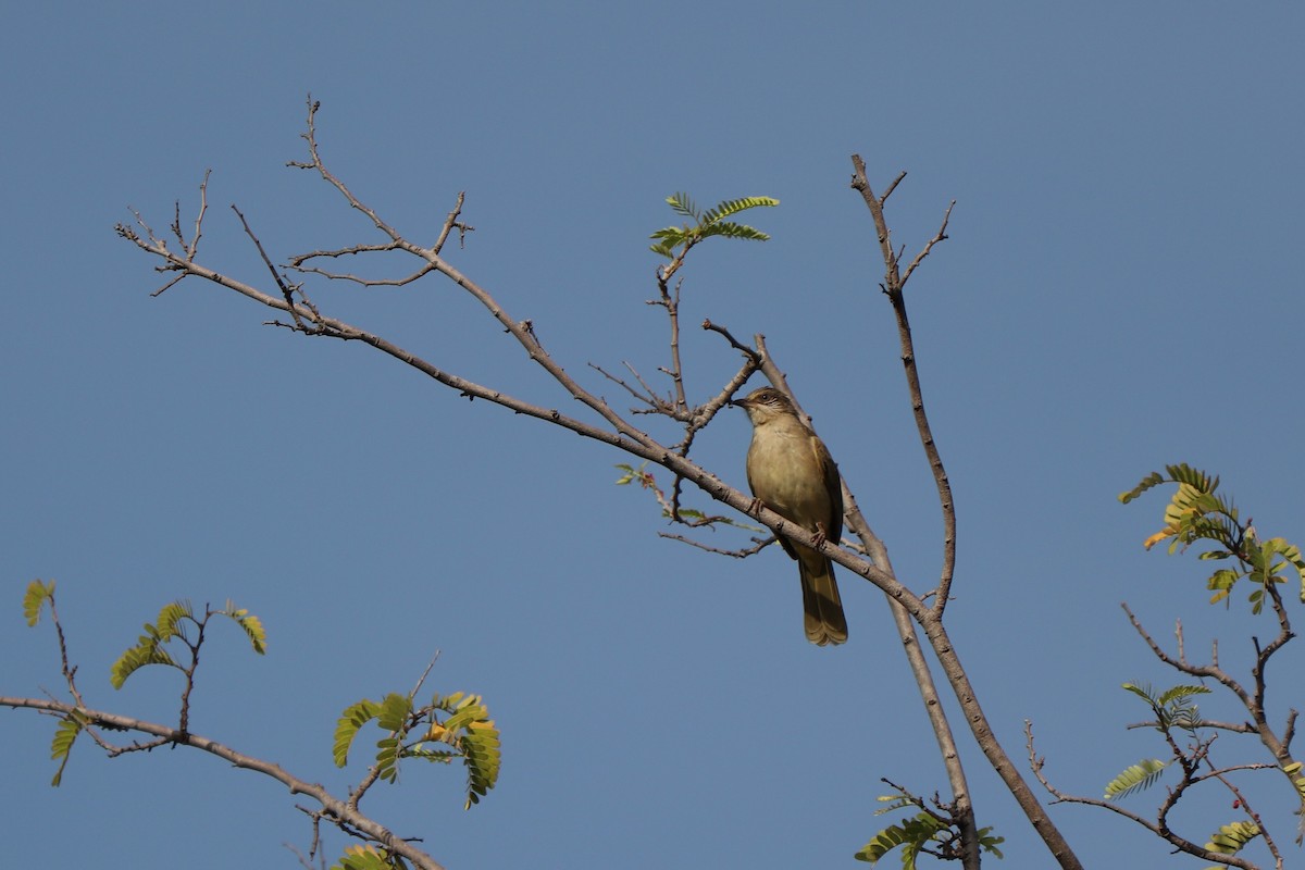 Streak-eared Bulbul - ML627861983