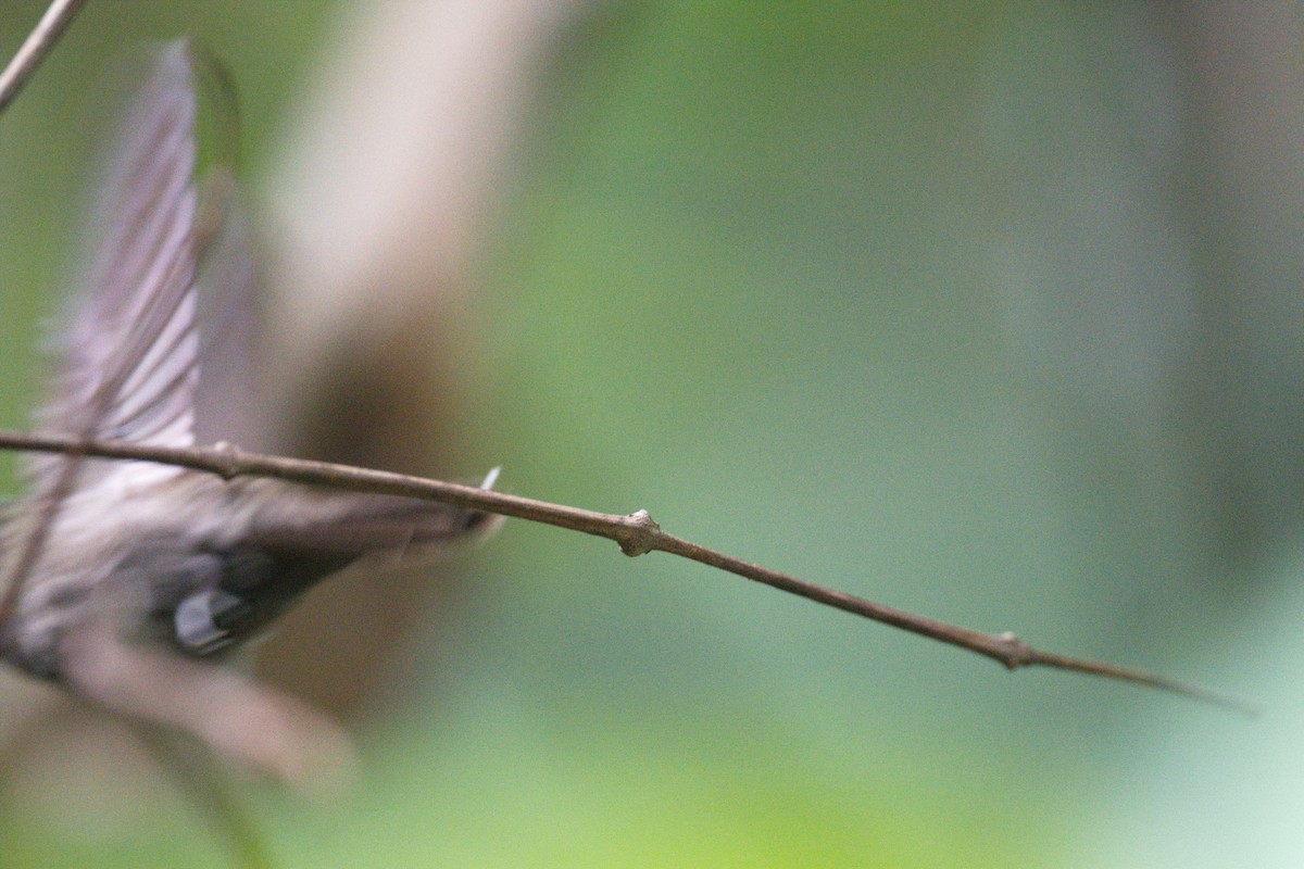 Sooty Barbthroat - ML627862046