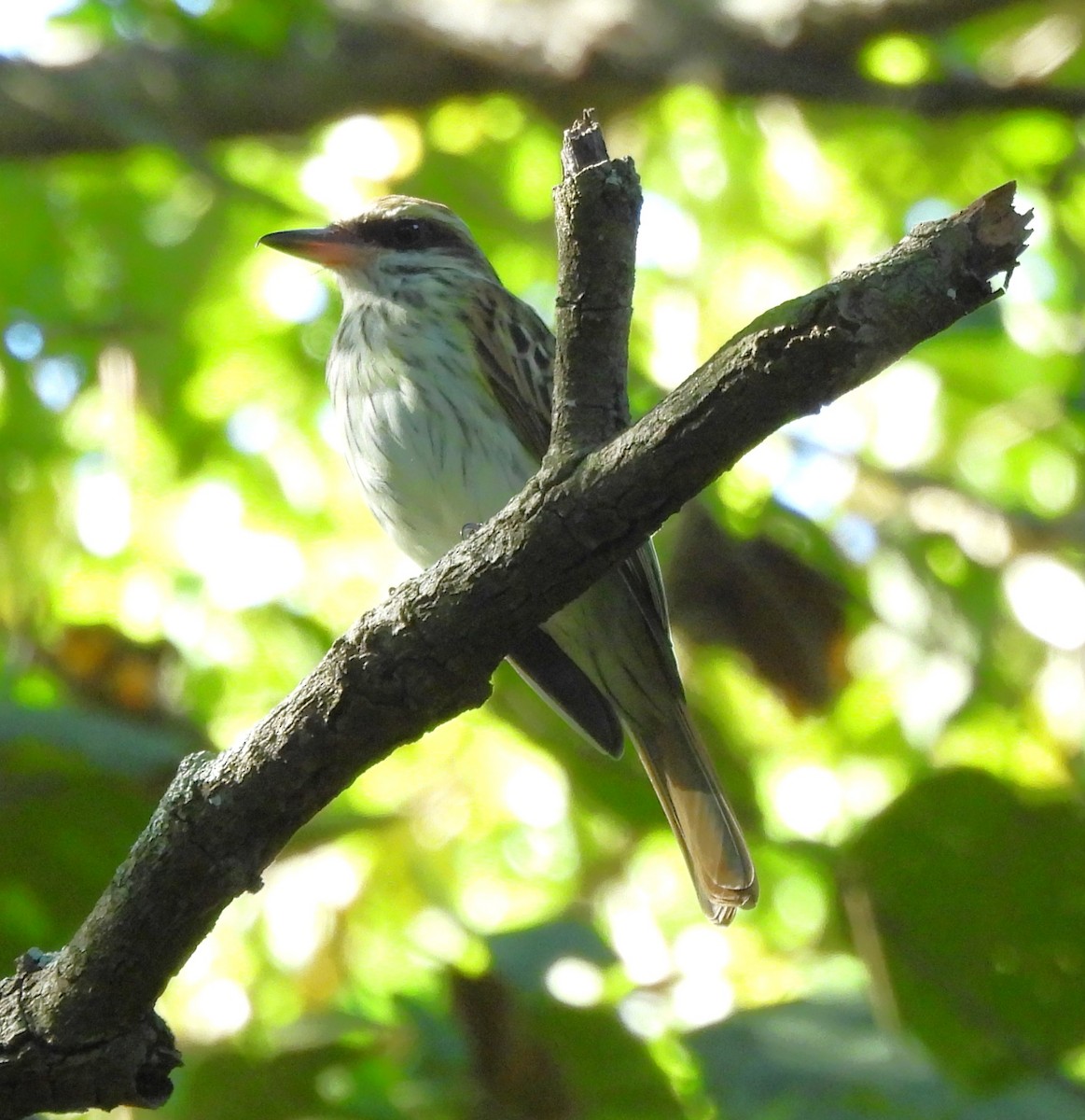 Streaked Flycatcher - ML627862068