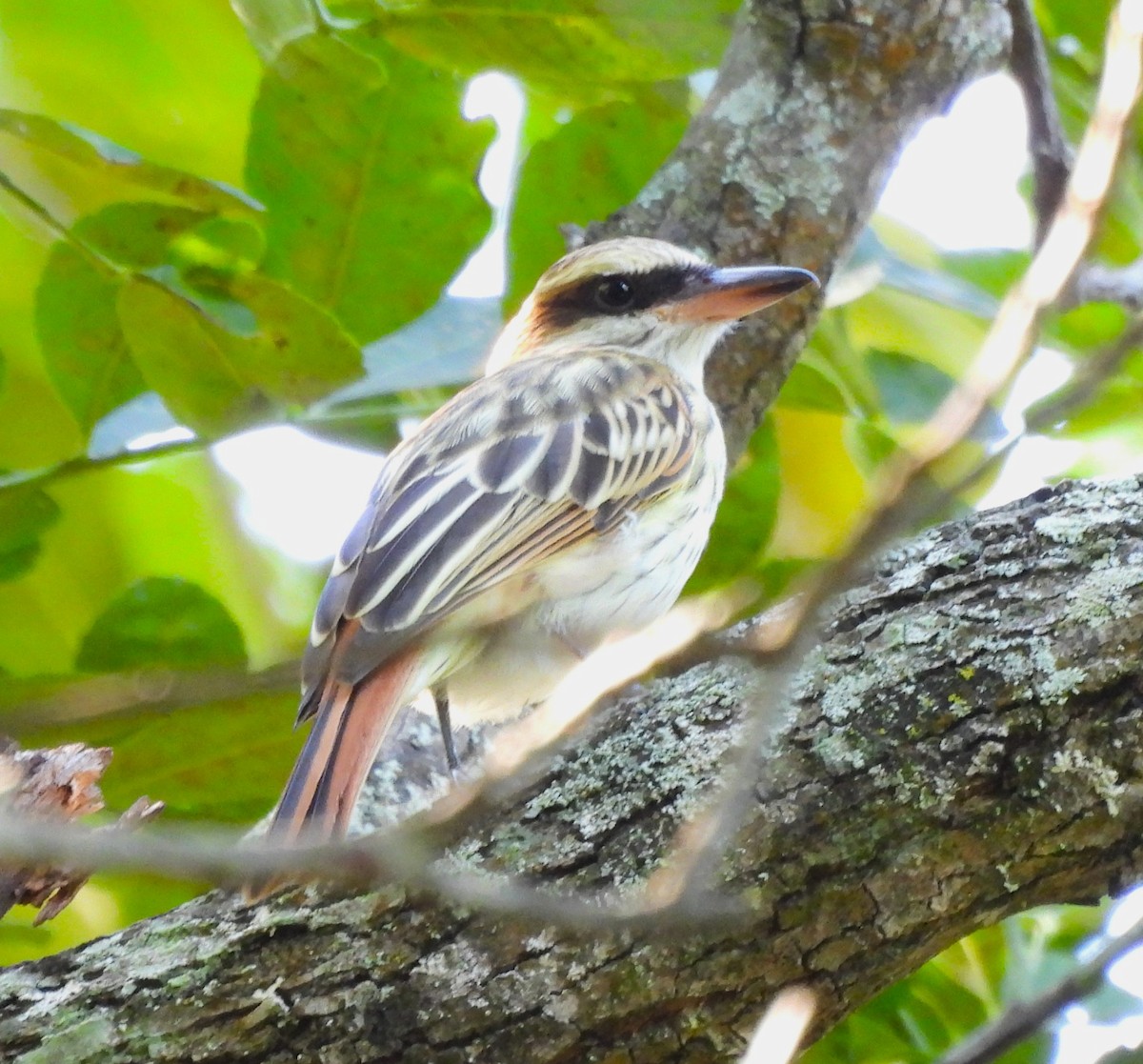 Streaked Flycatcher - ML627862069