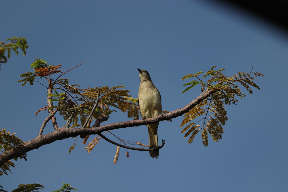 Streak-eared Bulbul - ML627862090