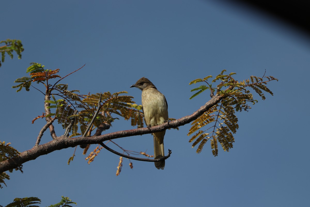 Streak-eared Bulbul - ML627862091