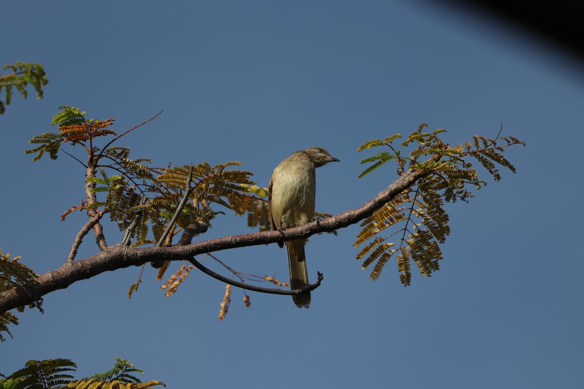 Streak-eared Bulbul - ML627862092